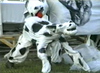 Ah! the Hopeful Pageantry of Bread and Puppet Ah! the Hopeful Pageantry of Bread and Puppet