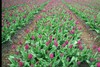 Bloem (Flower) Bloem (Flower)